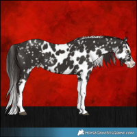 Horse Color:Liver Chestnut Splash Tobiano Skewed LP Spotted 