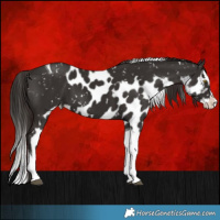 Horse Color:Liver Chestnut Splash Tobiano Skewed Appaloosa 