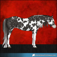 Horse Color:Liver Chestnut Splash Tobiano Skewed Appaloosa