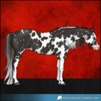 Horse Color:Liver Chestnut Splash Tobiano Skewed Appaloosa 