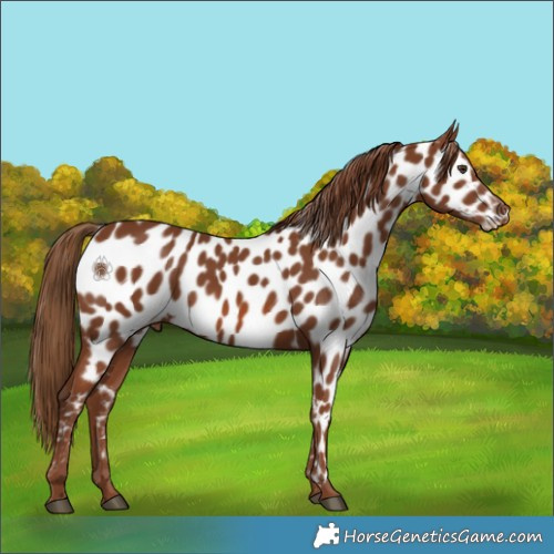 Horse Color:Chestnut Near Leopard