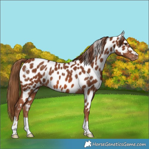 Horse Color:Chestnut Appaloosa 