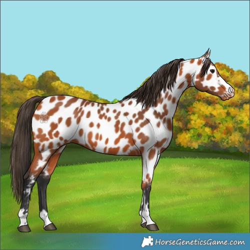 Horse Color:Bay Appaloosa 