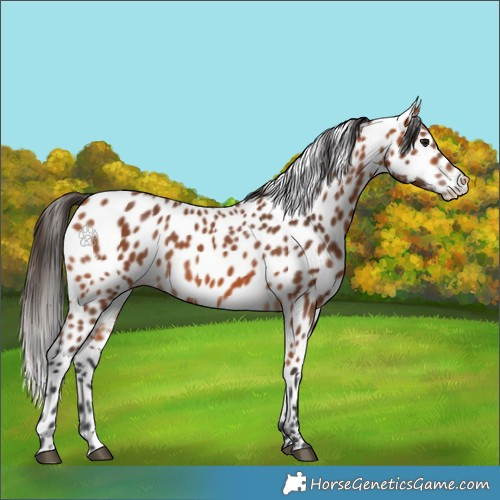 Horse Color:Bay Appaloosa 