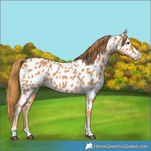 Horse Color:Chestnut Appaloosa 