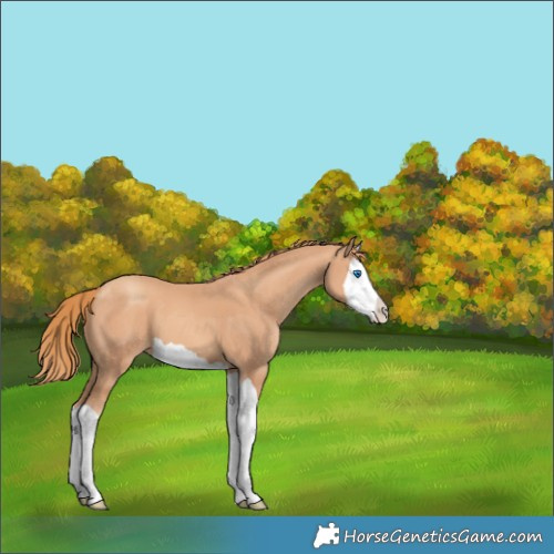 Horse Color:Gold Champagne Splash