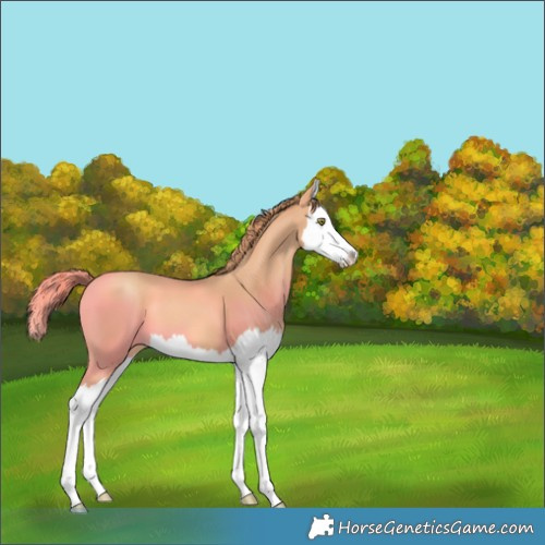 Horse Color:Gold Champagne Splash 