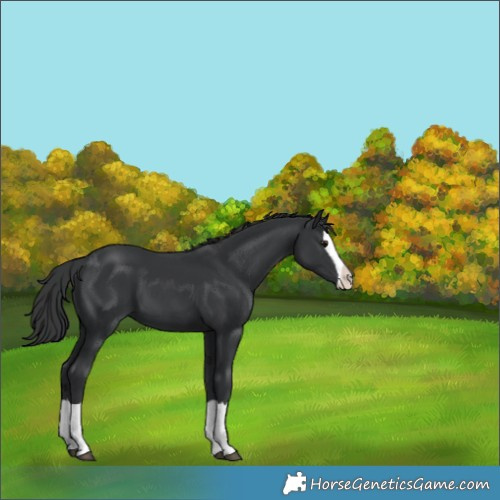 Horse Color:Black Splash 