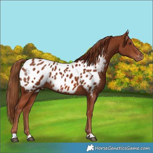 Horse Color:Chestnut Near Leopard