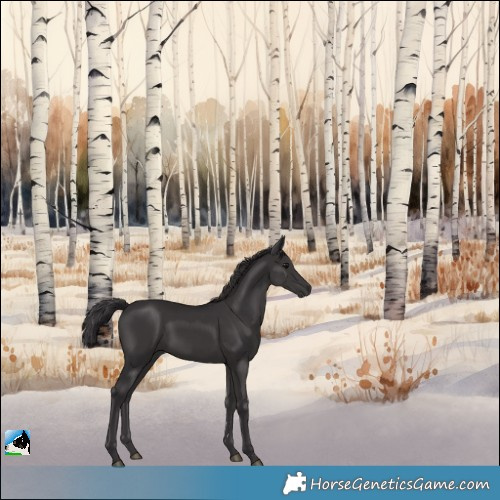 Horse Color:Smoky Black