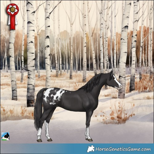 Horse Color:Smoky Black Splash Appaloosa 