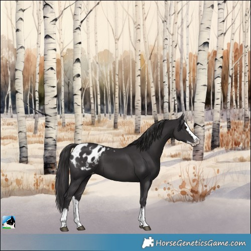 Horse Color:Smoky Black Splash Appaloosa 