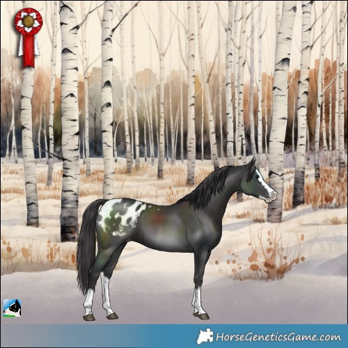 Horse Color:Smoky Black Splash Blanket 