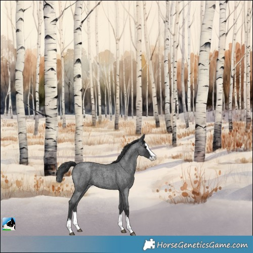 Horse Color:Blue Roan Splash 