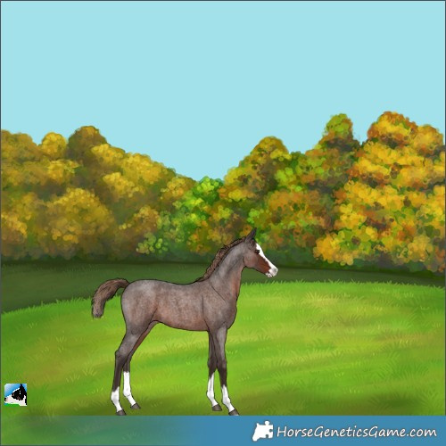 Horse Color:Liver Red Roan Splash
