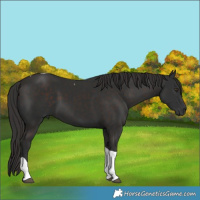 Horse Color:Liver Chestnut Tobiano 