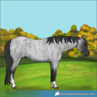 Horse Color:Blue Roan Tobiano 