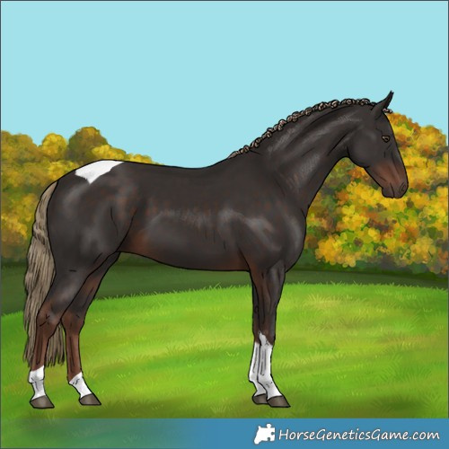 Horse Color:Liver Chestnut Tobiano 