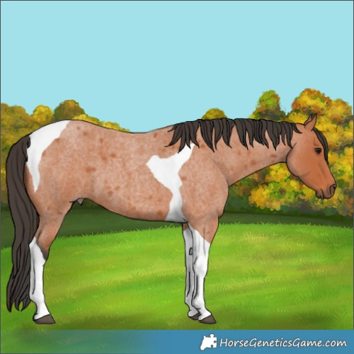 Horse Color:Bay Roan Tobiano 