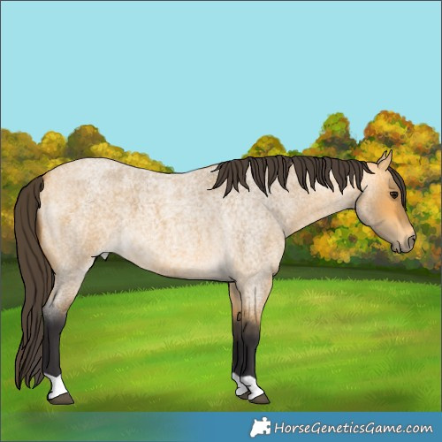 Horse Color:Buckskin Roan 