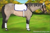 Horse Color:Buckskin Roan