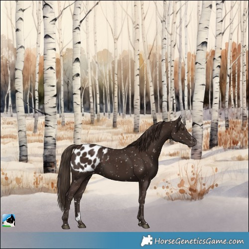 Horse Color:Liver Chestnut Appaloosa 