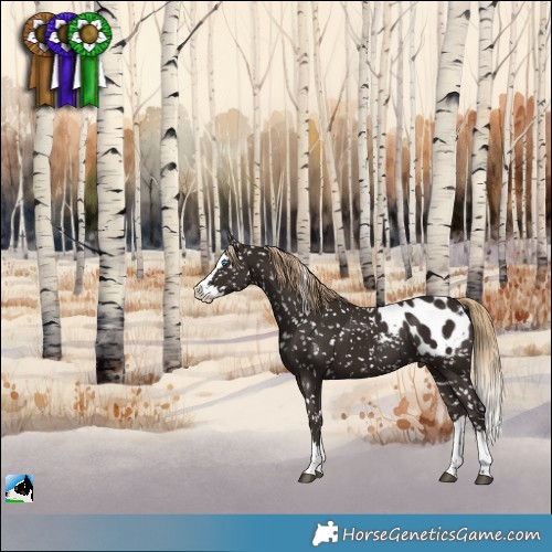 Horse Color:Liver Chestnut Splash Appaloosa 