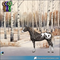 Horse Color:Liver Chestnut Splash Appaloosa 
