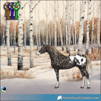 Horse Color:Liver Chestnut Splash Blanket