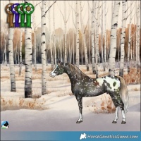 Horse Color:Liver Chestnut Splash Blanket