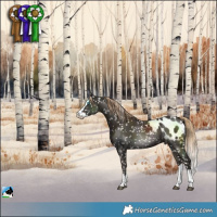 Horse Color:Liver Chestnut Splash Blanket