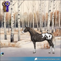 Horse Color:Liver Chestnut Splash Appaloosa 