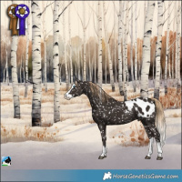 Horse Color:Liver Chestnut Splash Appaloosa
