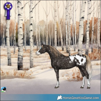 Horse Color:Liver Chestnut Splash Appaloosa