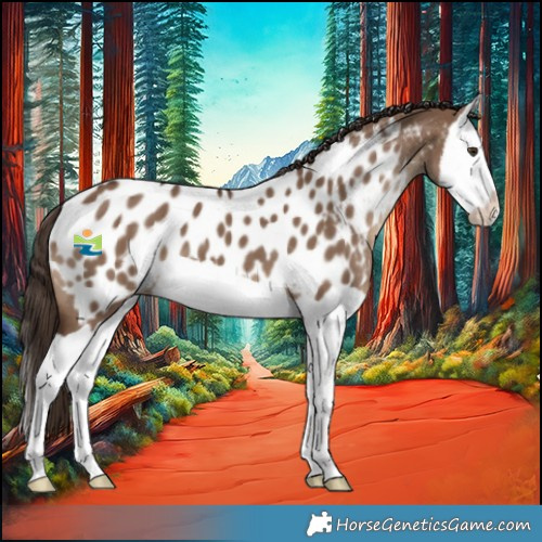 Horse Color:Liver Red Dun Splash Appaloosa 