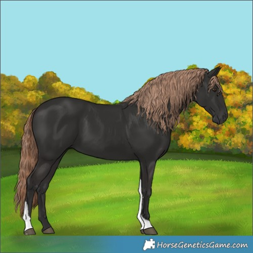 Horse Color:Liver Chestnut Tobiano 