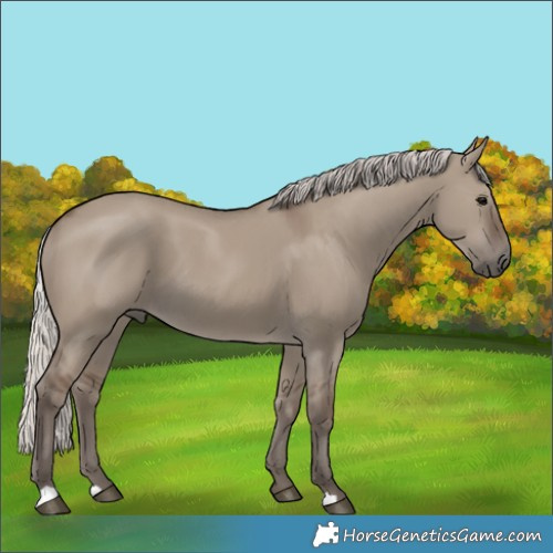 Horse Color:Silver Grullo 