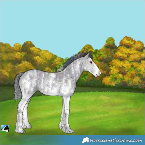Horse Color:Unknown 