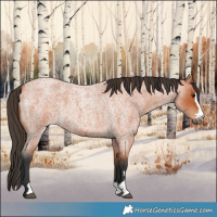 Horse Color:Bay Roan 