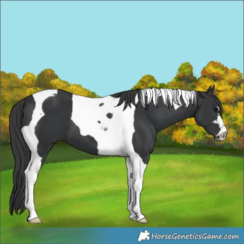 Horse Color:Black Tobiano