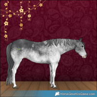 Horse Color:White Spotted Black