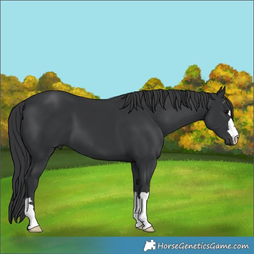 Horse Color:Black 