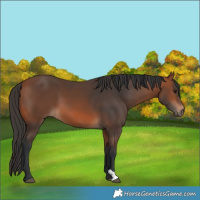 Horse Color:Bay 