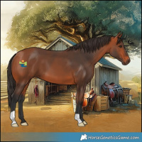 Horse Color:Bay 