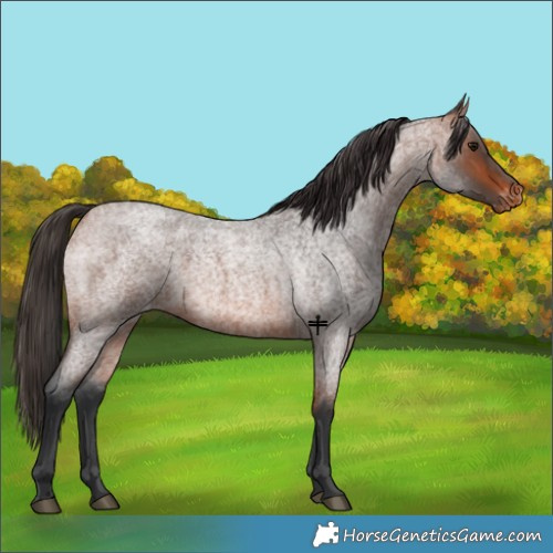Horse Color:Bay Roan Varnish 