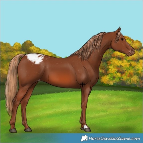 Horse Color:Chestnut Varnish 