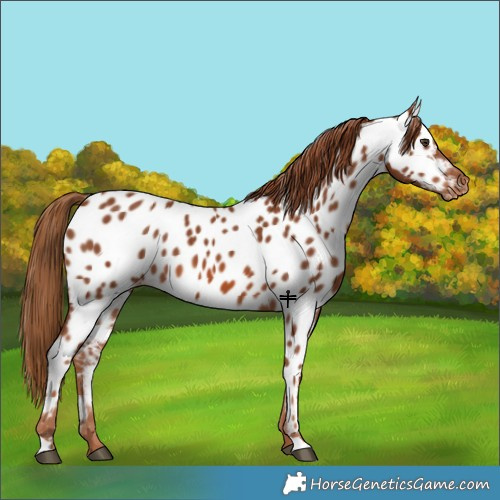 Horse Color:Chestnut Appaloosa 
