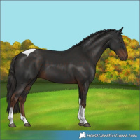 Horse Color:Liver Chestnut Tobiano 
