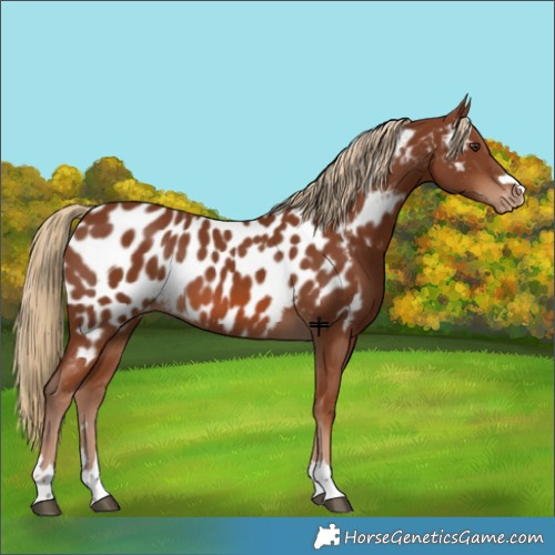 Horse Color:Chestnut Near Leopard 