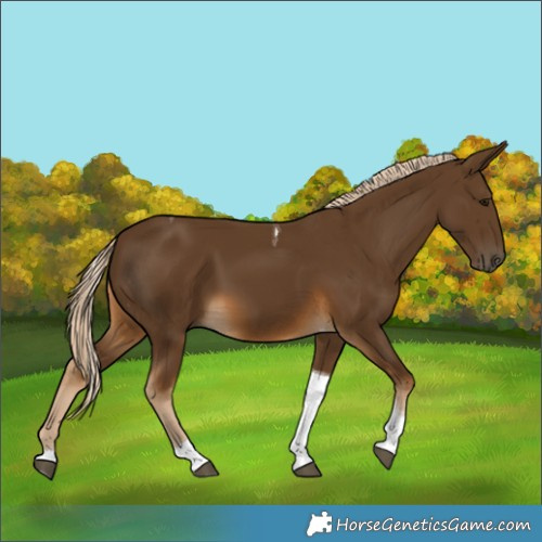 Horse Color:Chocolate Palomino Tobiano 